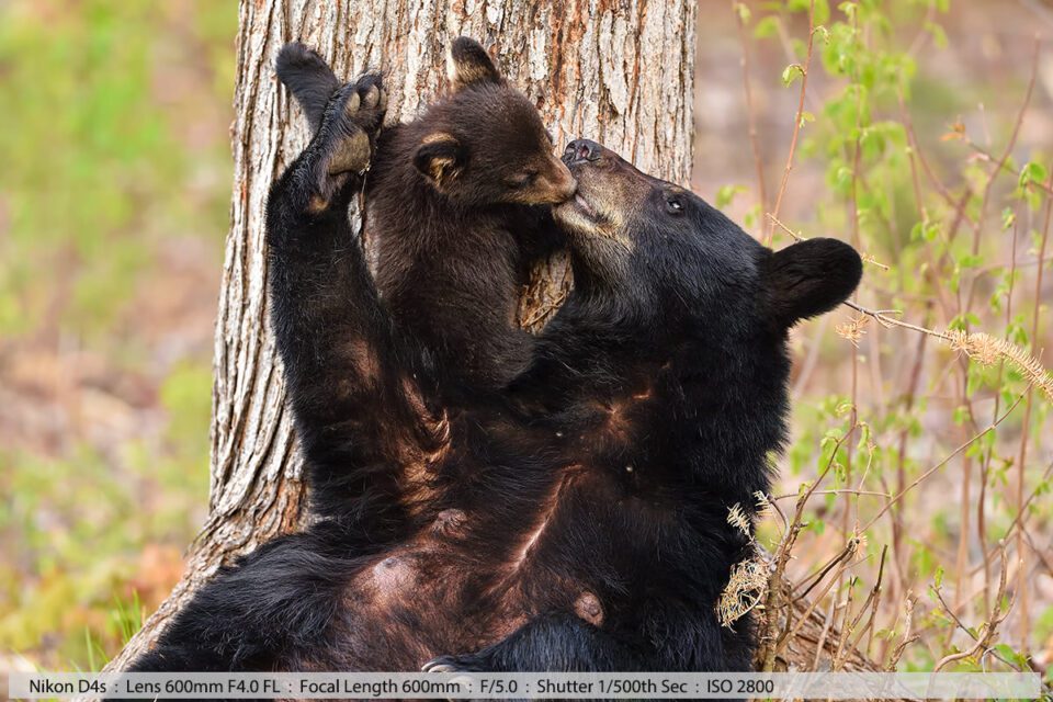 Black Bear Kissing Her Tiny Cub