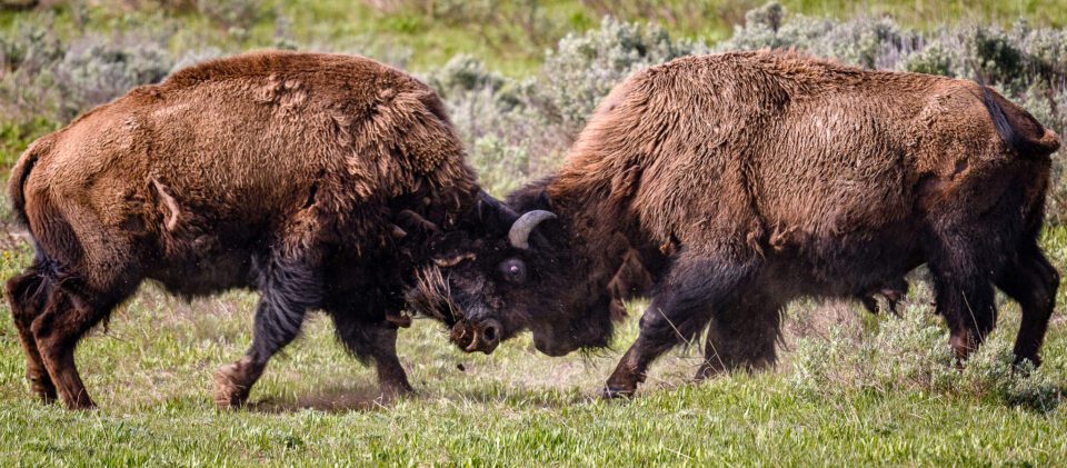 This photo from Yellowstone National Park was taken with the Nikon D500 DSLR camera. It shows two bison fighting.