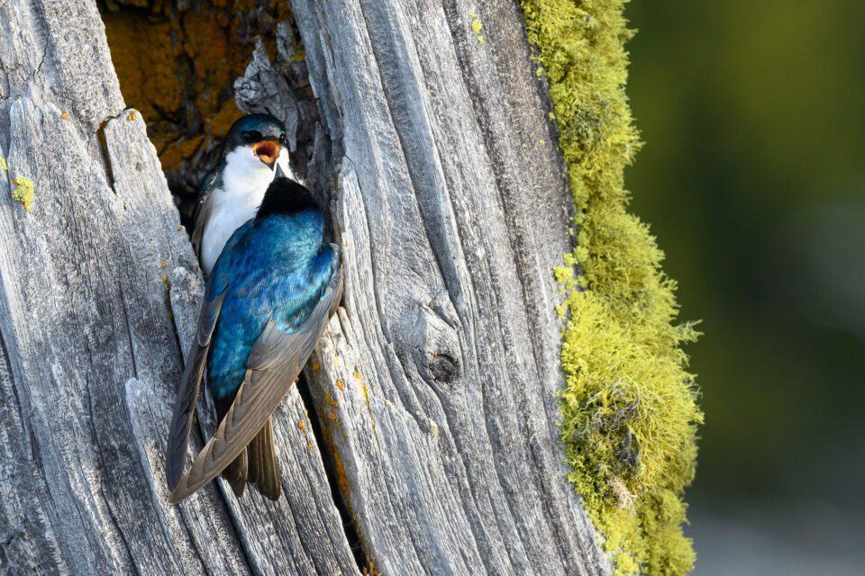 Swallows