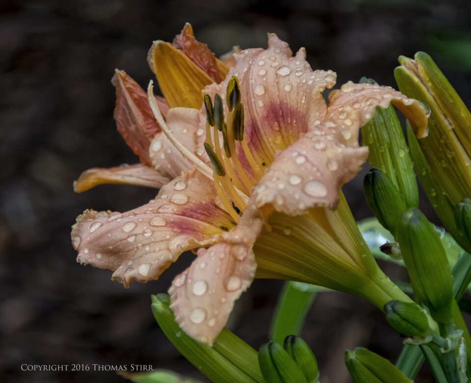 after the rain 14