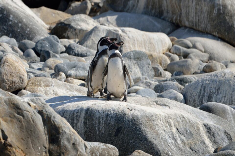 Image 13 Humboldt Penguins