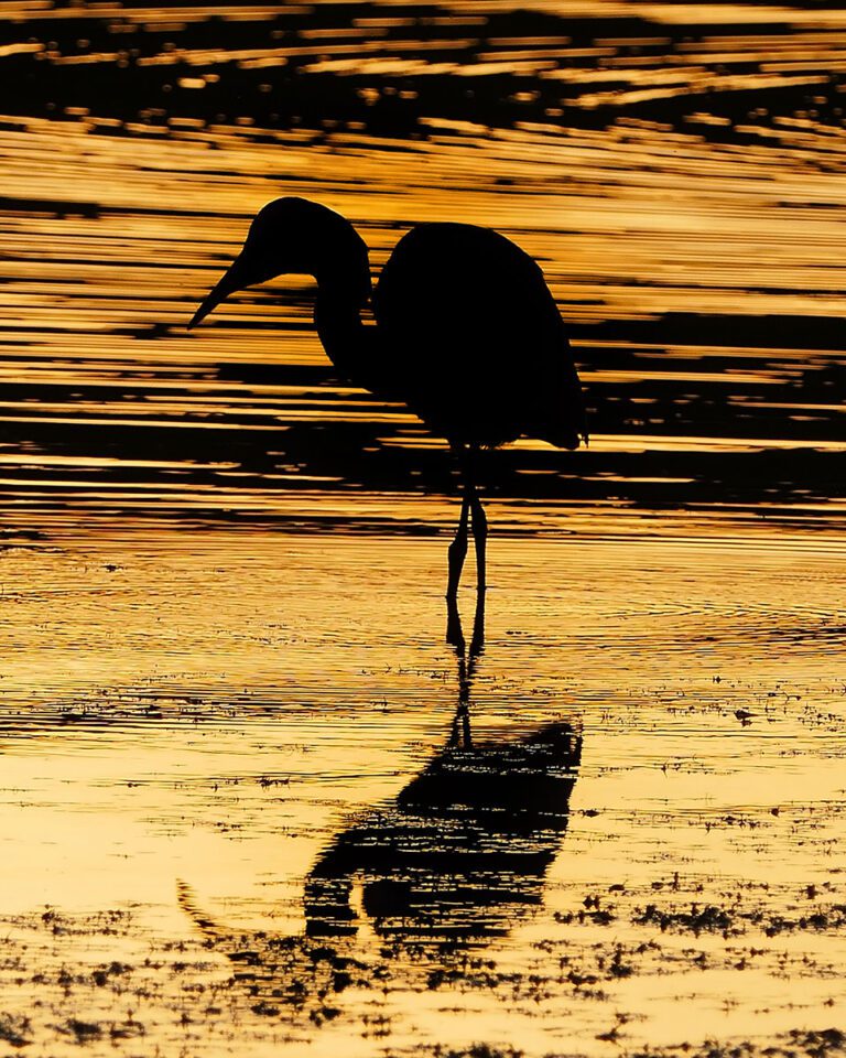 This was taken at sunset at the Spruce Run Reservoir in NJ. The egret kept moving closer to me, allowing to get a more detailed shot. The silhouette and beautiful reflections on the water really make this photo