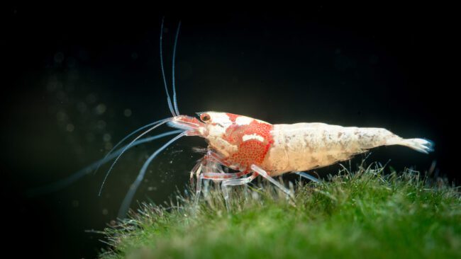 Aquarium Macro Photography of Ornamental Shrimp