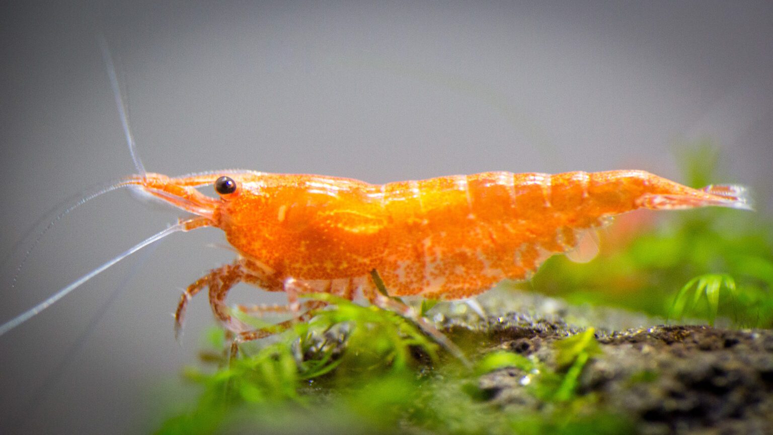 Aquarium Macro Photography of Ornamental Shrimp