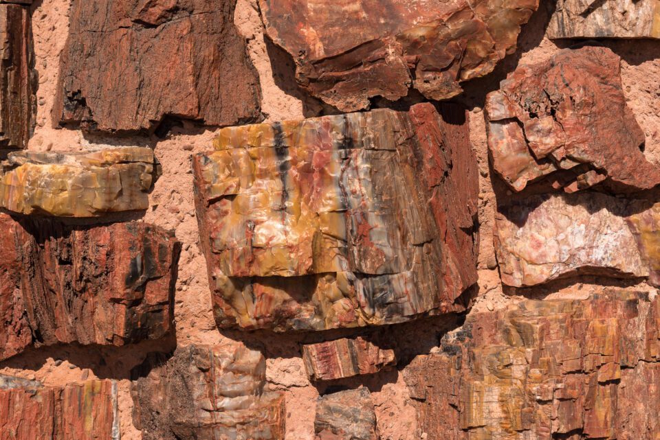Verm-24-120-85-Petrified-Forest-19319