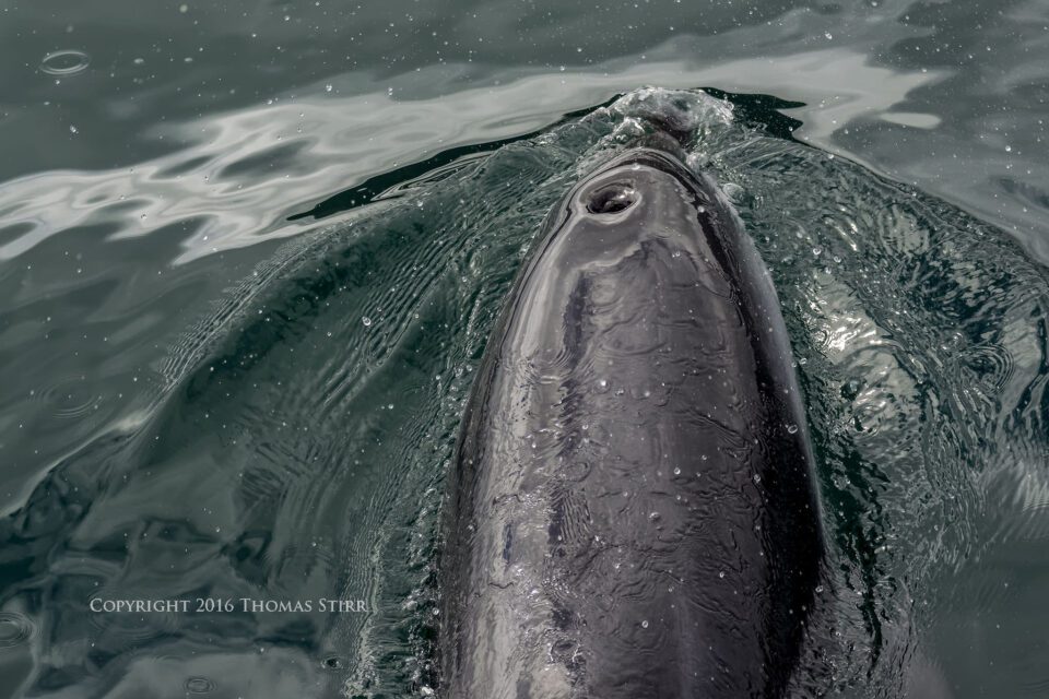 PL NZ marine life dolphin