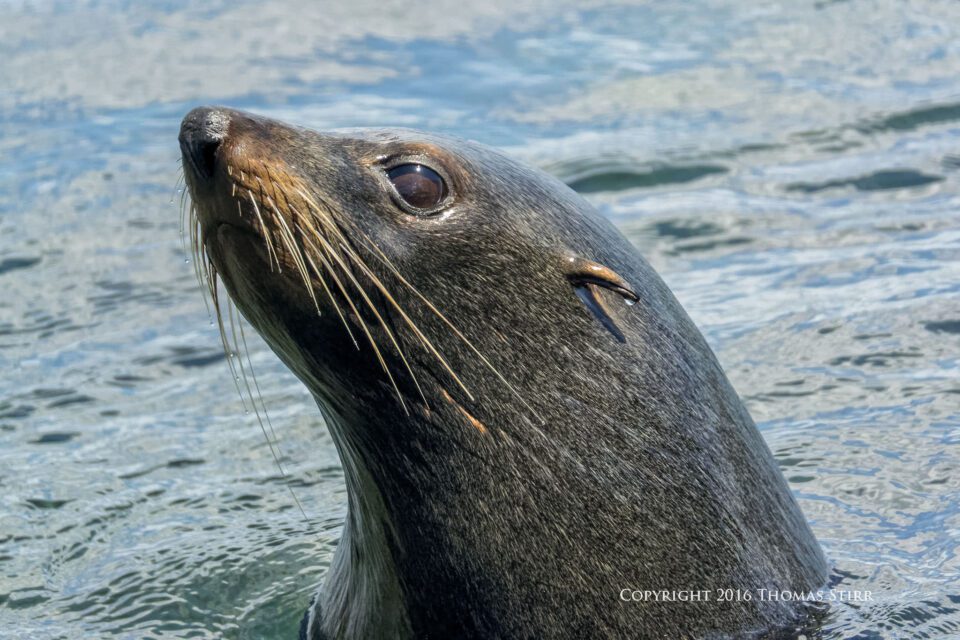 PL NZ marine life fur seal