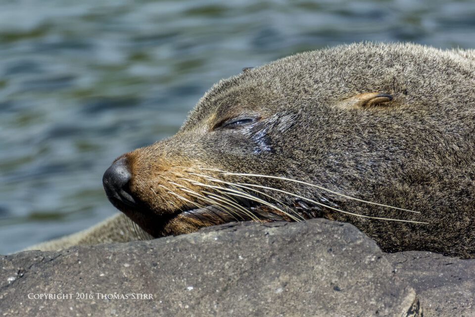 PL NZ marine life fur seal1