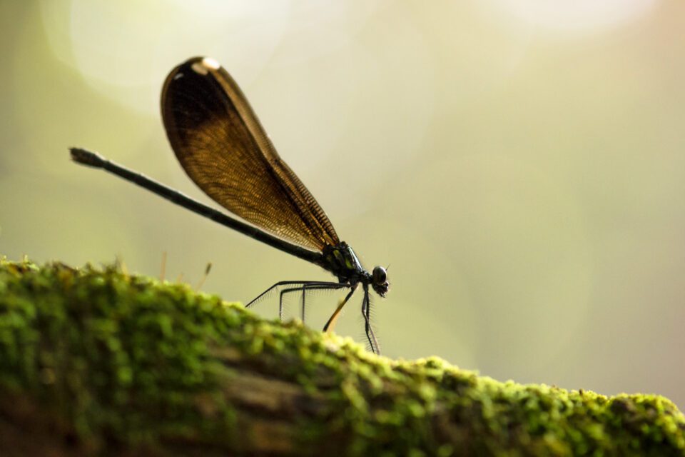 Backlit damselfly