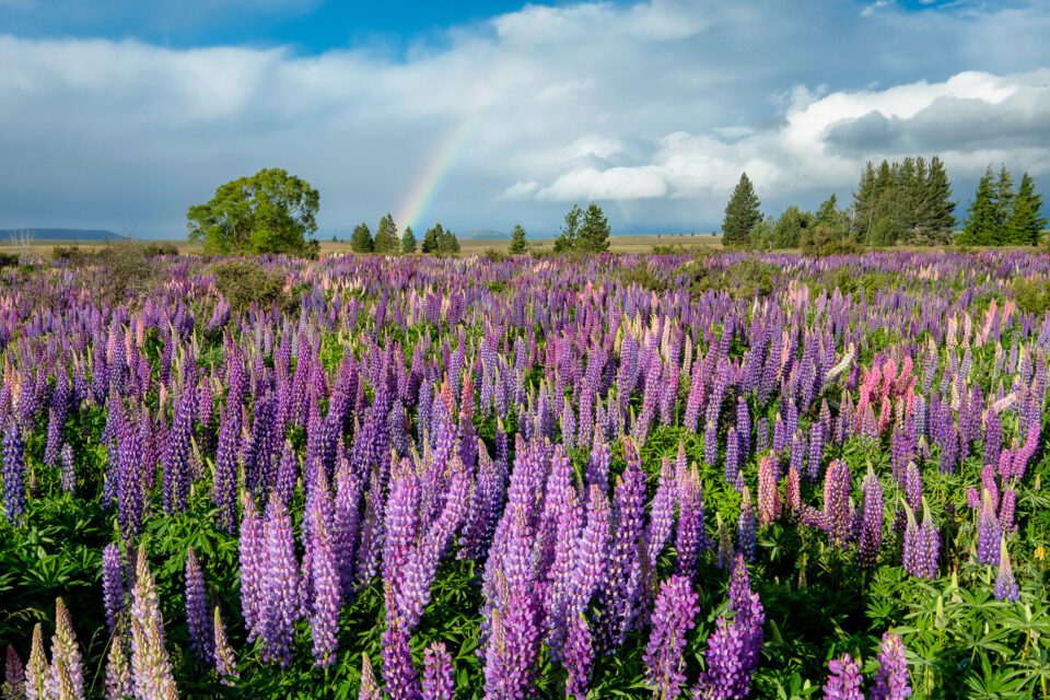 Rainbow and Lupines, New Zealand. I often intentionally choose the 