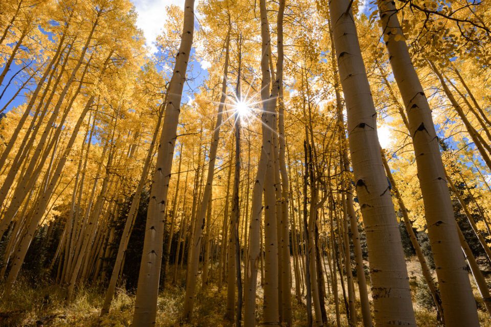 A photo of aspen trees with the sun appearing as a sunburst