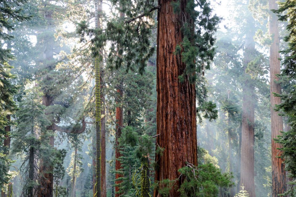 Redwood trees and mist