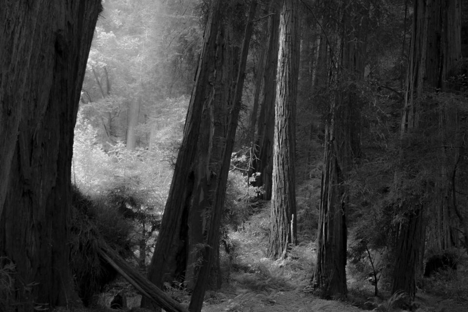 Simplified redwood forest photo