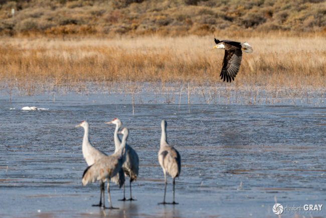 Bird Photography Tips and Tricks