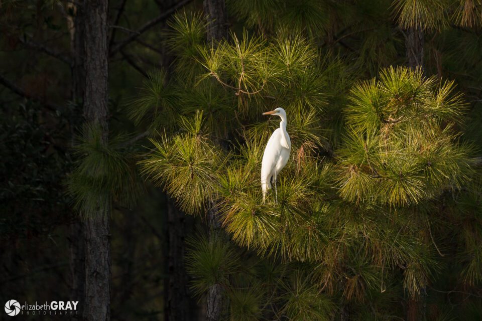 Great Egret in Pine