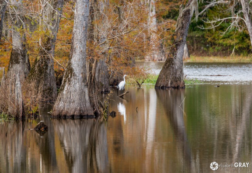 Great Egret in Swamp