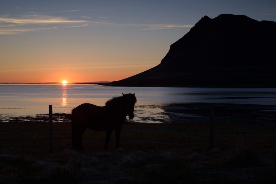 This photo of a horse in Iceland is extremely dark and needs significant shadow recovery.