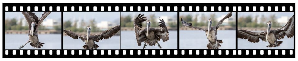 Pelican Sequence