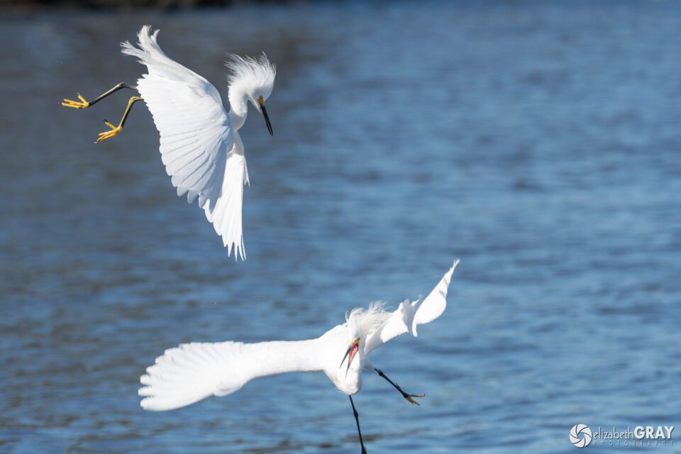 Snowy Egrets Fighting