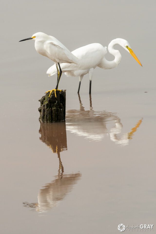 Snowy and Great Egret
