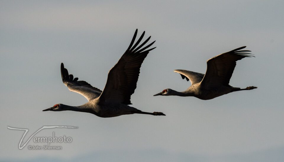 Verm-2-cranes-in-flight-Whitewater-Draw-4677