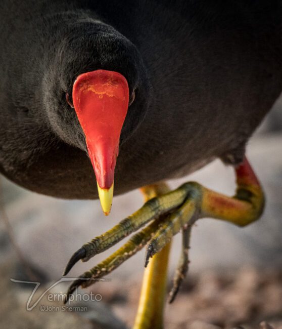 Verm-Common-Moorhen-Papago-Park-6623