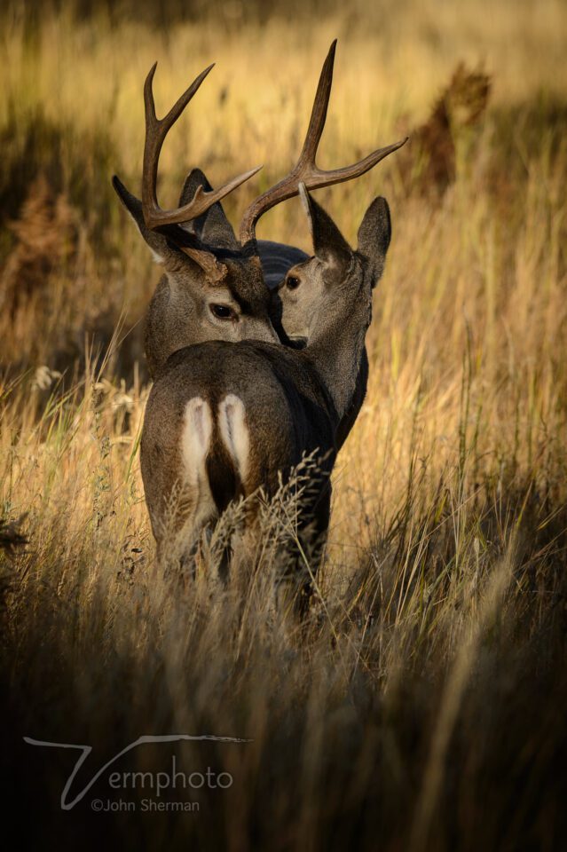Verm-deer-necking-Yosemite-5236