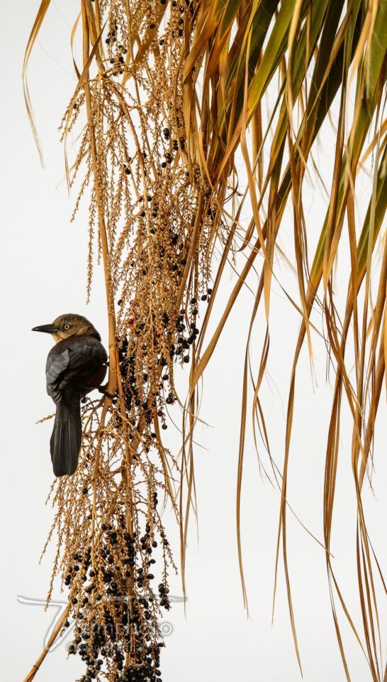 Verm-female-grackle-Papago-Park-0212