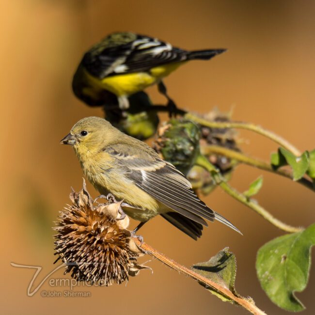 Verm-goldfinches-backyard-4261-2