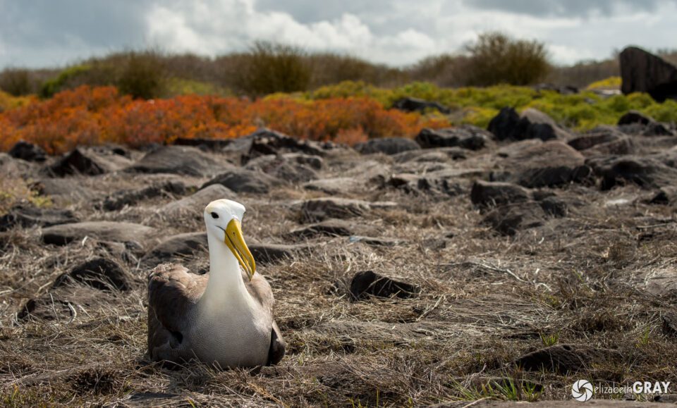 Waved Albatros Habitat