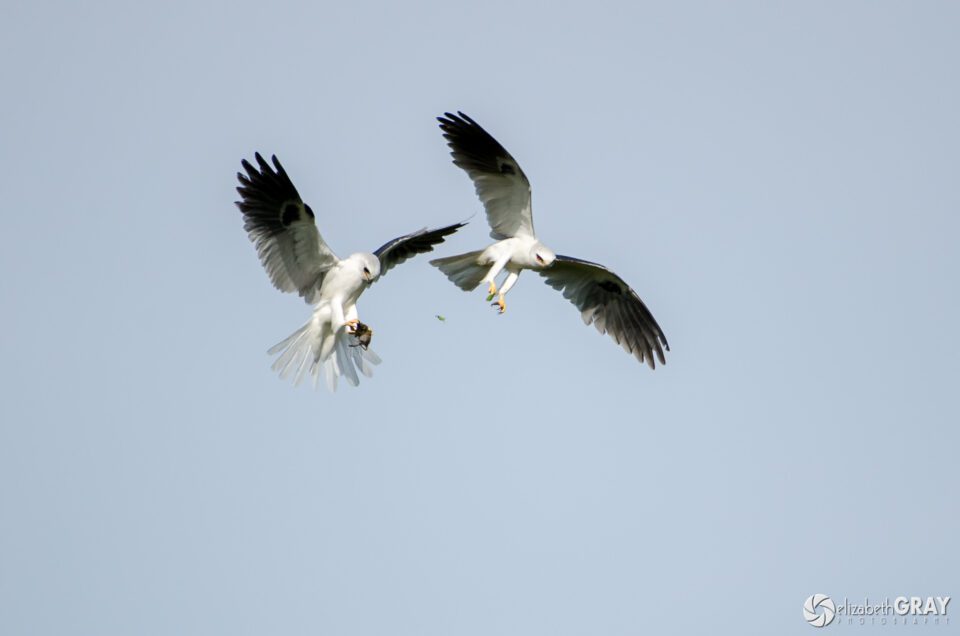 White-tailed Kites