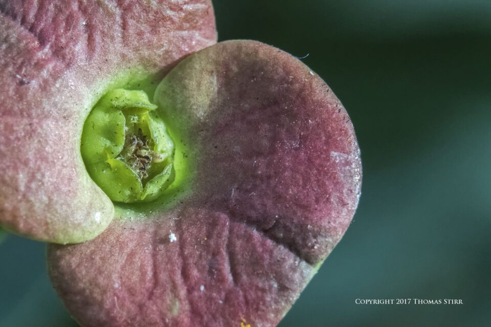 Handheld CloseUp Photography