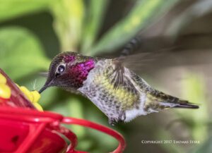 hummingbird V3 flash 3