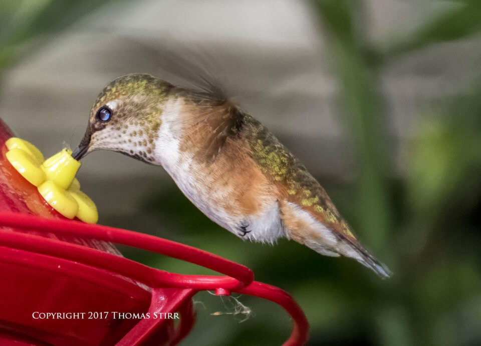 hummingbird V3 flash 7
