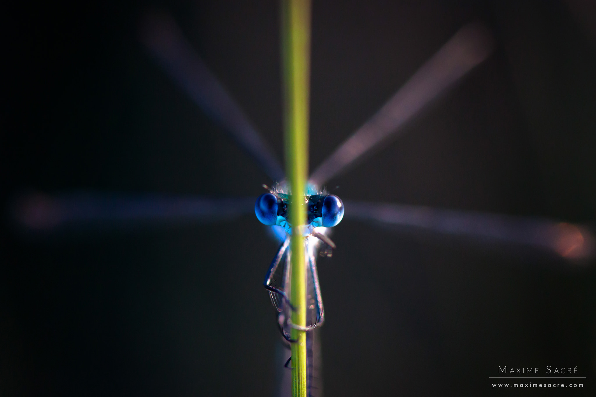 How to Photograph Dragonflies