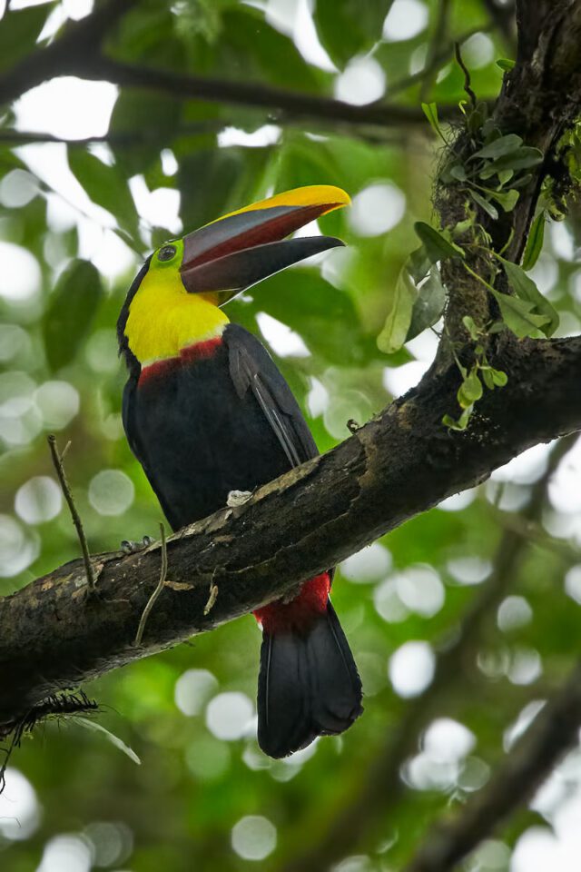 Costa Rica (24)