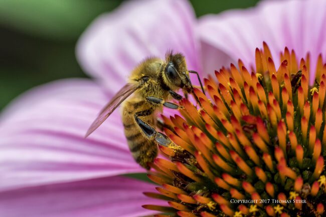 Photographing Bees with Extension Tubes and Five Different Lenses