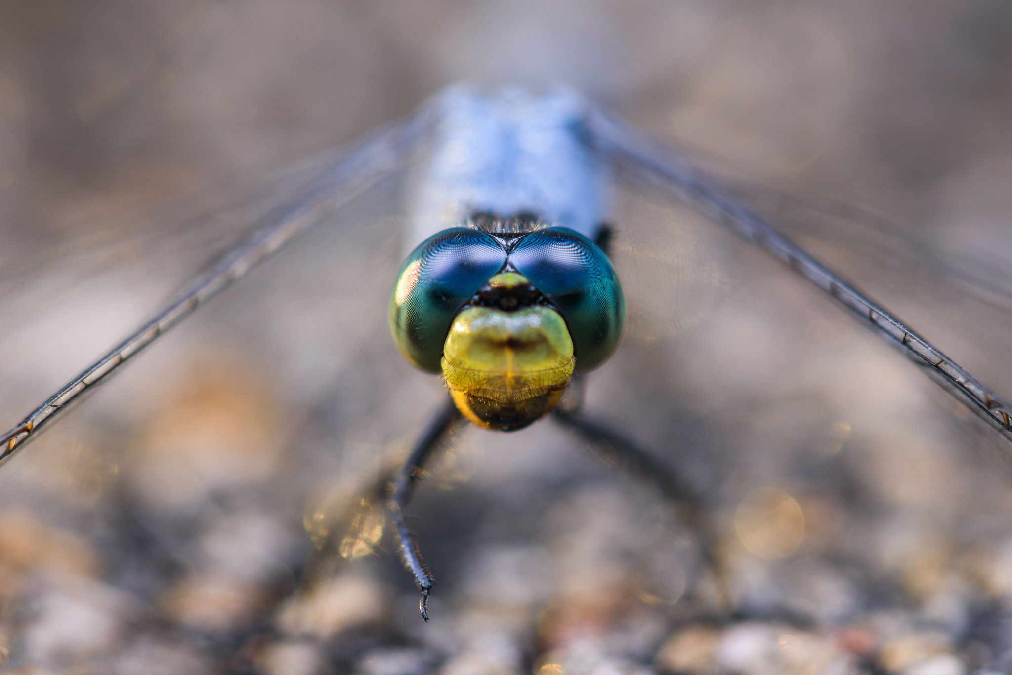 Cívico ordenar motor How to Focus in Macro Photography