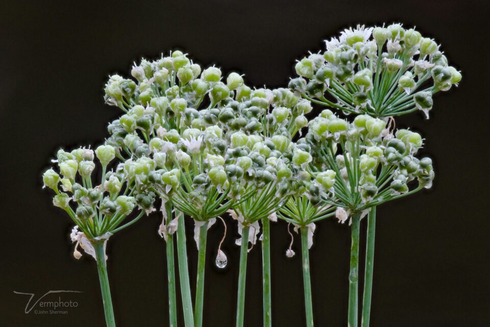 Focus stack of Chives in Zerene Stacker