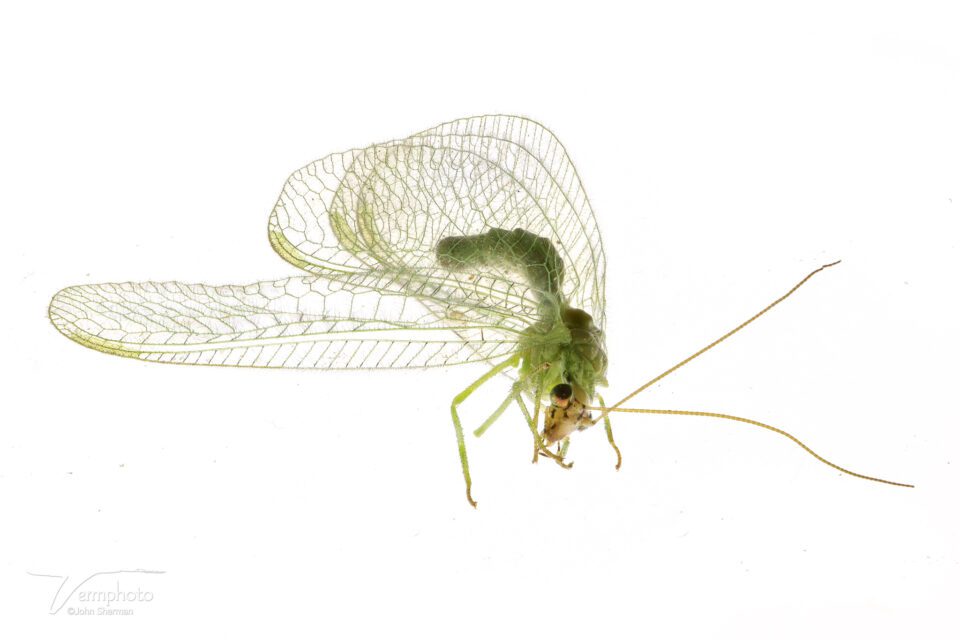Image of Lacewing stacked in Zerene Stacker