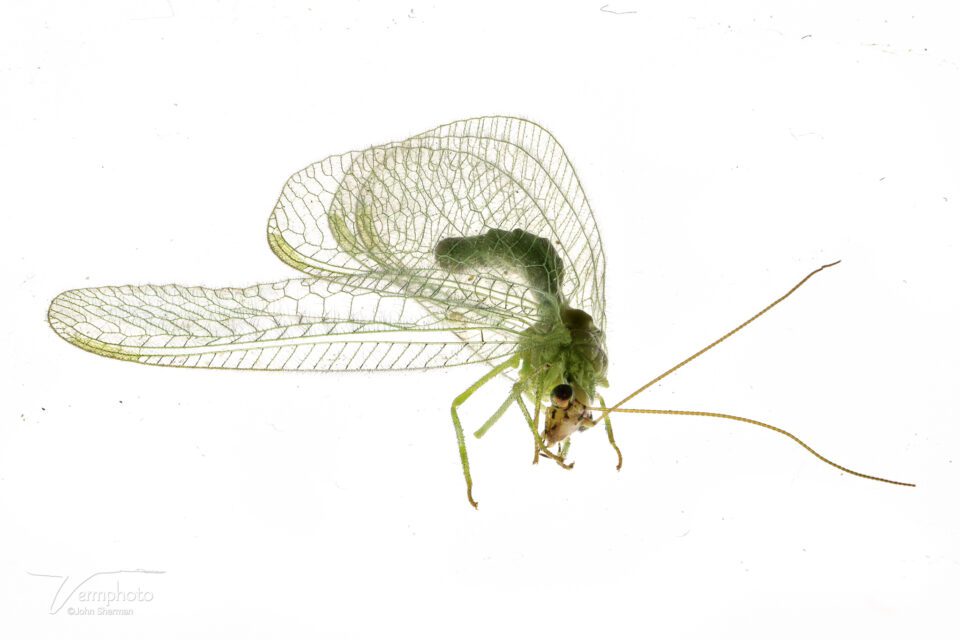 Image of Lacewing stacked in Helicon Focus