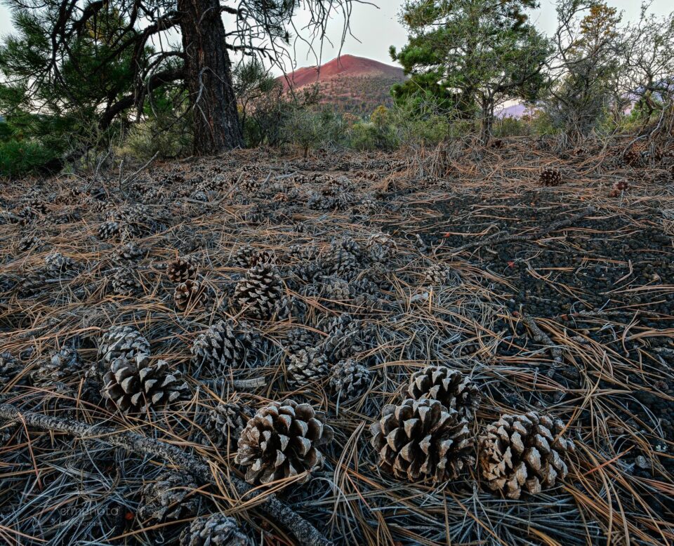 Pine cones and sunset crater