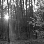| In The Light |