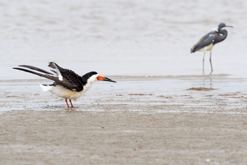 Black skimmer and Tricolored Heron