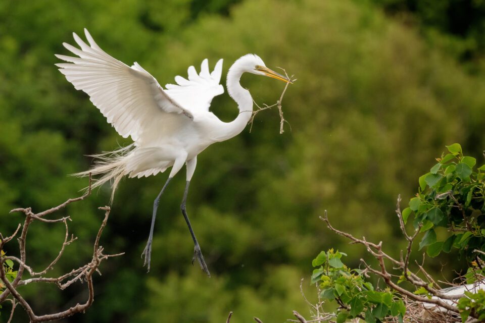Great egret brining in nesting material, captured with Fuji XF 100-400mm f/4.5-5.6 R LM OIS WR