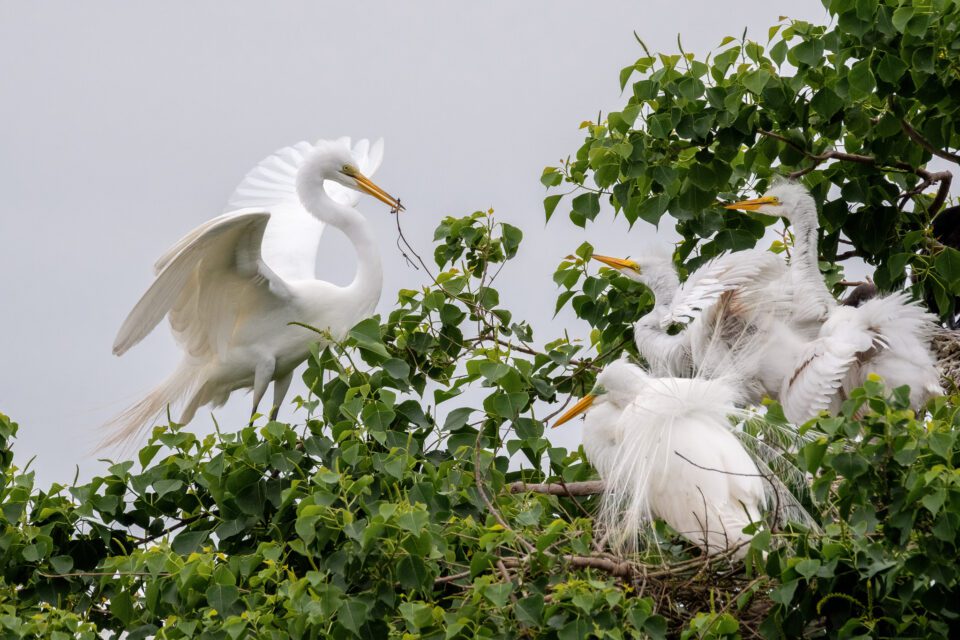 Great Egret and Chicks
