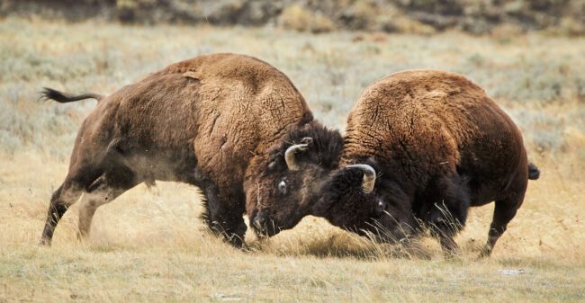 How to Photograph Wildlife in Yellowstone National Park