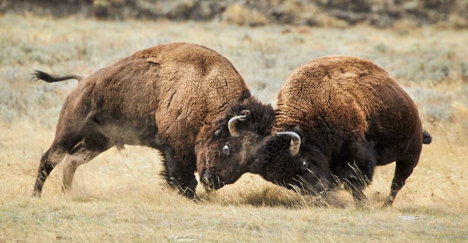 pelea de bisontes