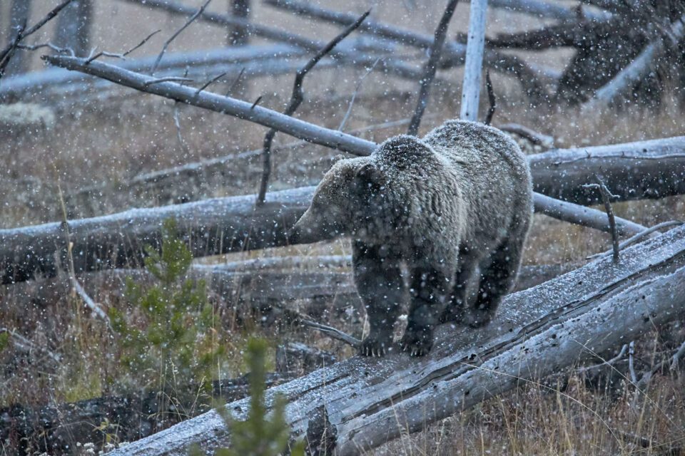 Grizzly Bear Walking on a Log