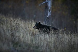 Photographing Wildlife in Yellowstone (11)